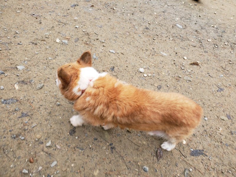 f:id:roukenhome-ann:20191203135008j:plain f:id:roukenhome-ann:20191203135008j:plain