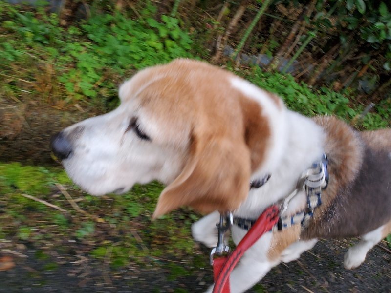 f:id:roukenhome-ann:20191203135453j:plain f:id:roukenhome-ann:20191203135453j:plain