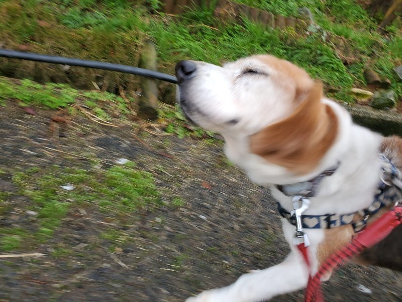 f:id:roukenhome-ann:20191203135531j:plain f:id:roukenhome-ann:20191203135531j:plain