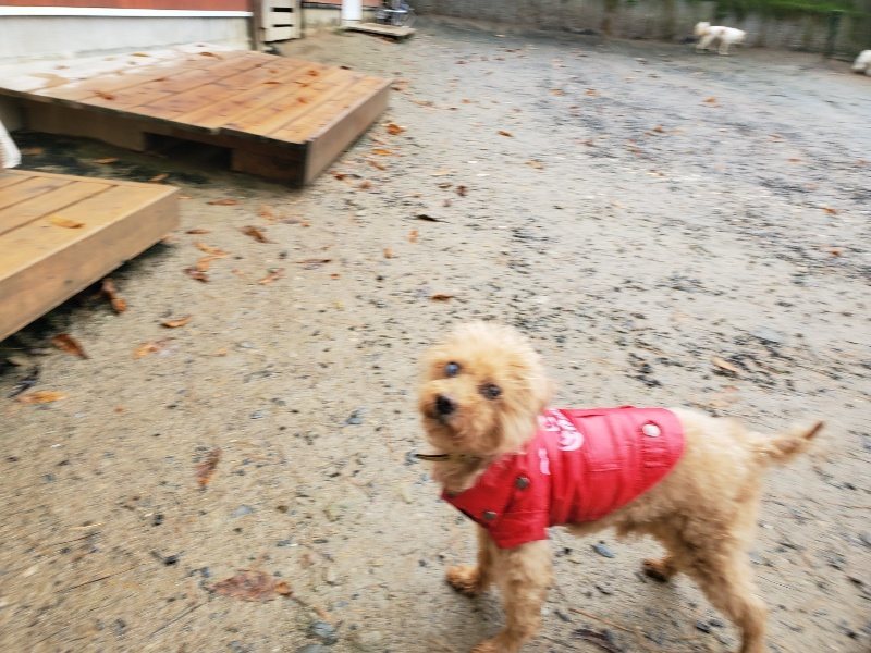 f:id:roukenhome-ann:20191203142814j:plain f:id:roukenhome-ann:20191203142814j:plain