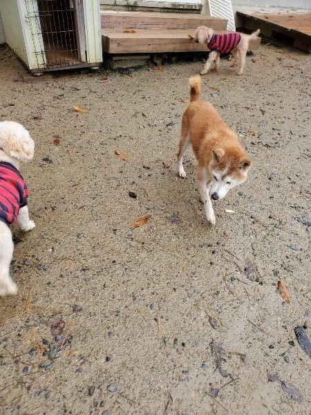 f:id:roukenhome-ann:20191203143012j:plain f:id:roukenhome-ann:20191203143012j:plain