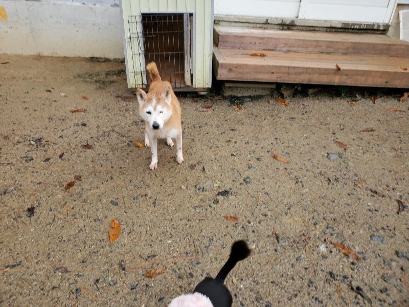 f:id:roukenhome-ann:20191203175732j:plain f:id:roukenhome-ann:20191203175732j:plain