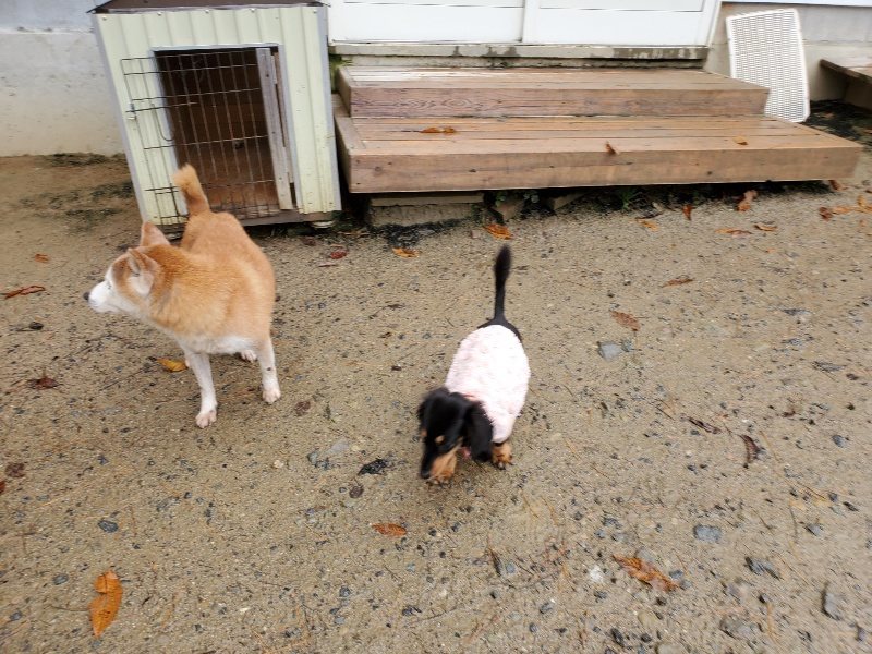 f:id:roukenhome-ann:20191203175740j:plain f:id:roukenhome-ann:20191203175740j:plain