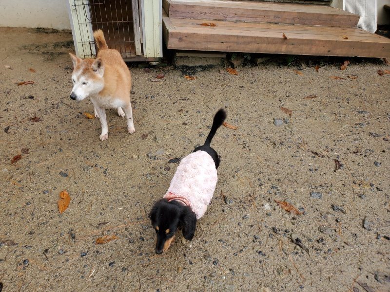 f:id:roukenhome-ann:20191203175748j:plain f:id:roukenhome-ann:20191203175748j:plain