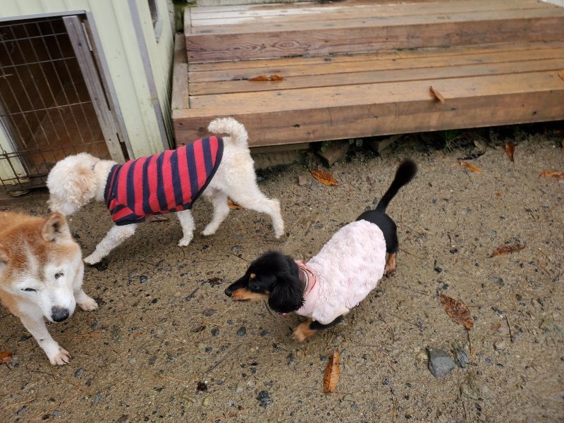 f:id:roukenhome-ann:20191203175807j:plain f:id:roukenhome-ann:20191203175807j:plain
