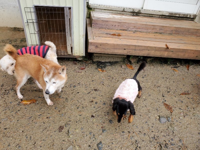 f:id:roukenhome-ann:20191203175813j:plain f:id:roukenhome-ann:20191203175813j:plain