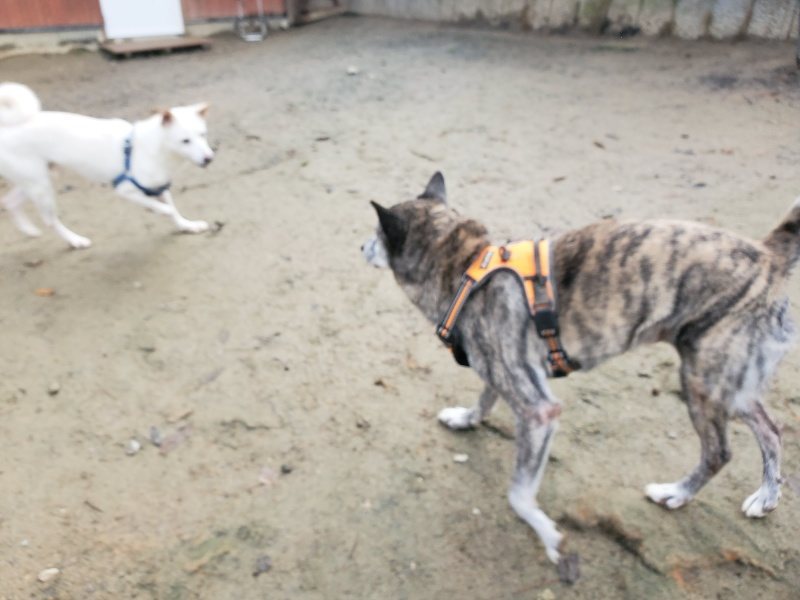 f:id:roukenhome-ann:20191213132003j:plain f:id:roukenhome-ann:20191213132003j:plain