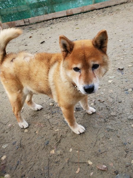 f:id:roukenhome-ann:20191213132259j:plain f:id:roukenhome-ann:20191213132259j:plain