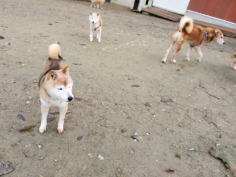 f:id:roukenhome-ann:20191213142736j:plain f:id:roukenhome-ann:20191213142736j:plain