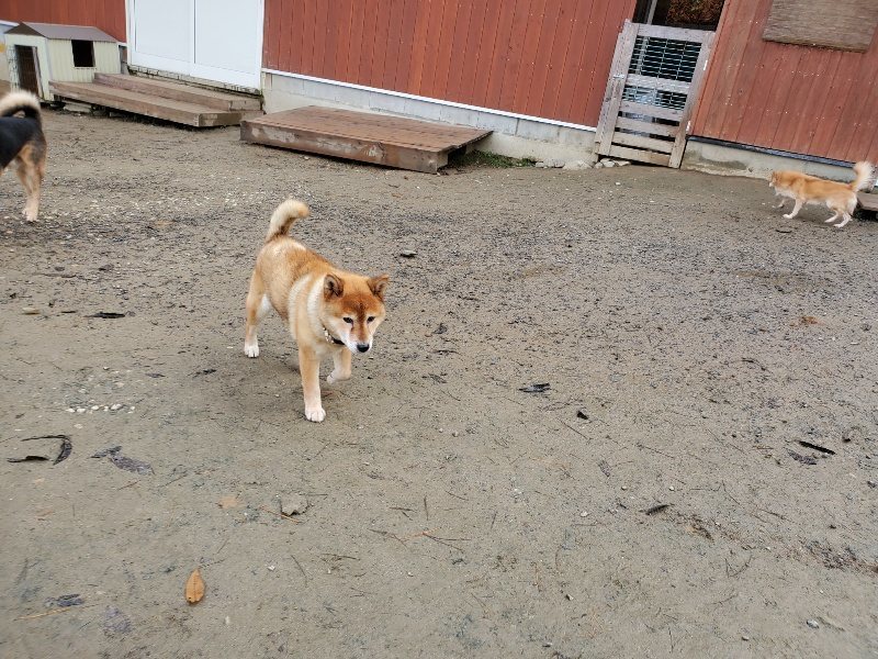 f:id:roukenhome-ann:20191213142942j:plain f:id:roukenhome-ann:20191213142942j:plain