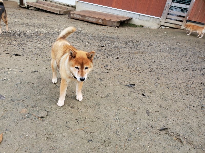 f:id:roukenhome-ann:20191213143001j:plain f:id:roukenhome-ann:20191213143001j:plain