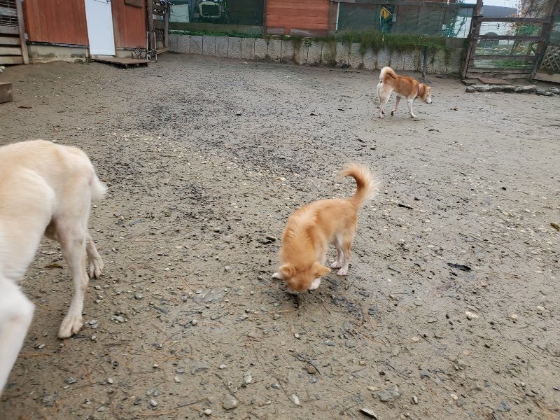 f:id:roukenhome-ann:20191213153151j:plain f:id:roukenhome-ann:20191213153151j:plain