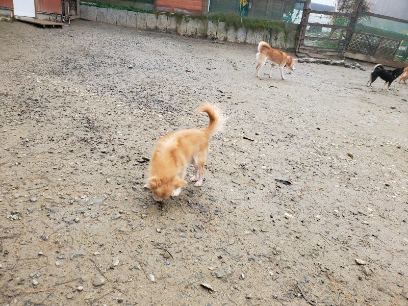 f:id:roukenhome-ann:20191213153203j:plain f:id:roukenhome-ann:20191213153203j:plain