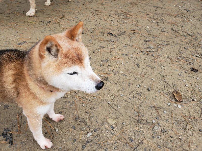 f:id:roukenhome-ann:20191213153328j:plain f:id:roukenhome-ann:20191213153328j:plain
