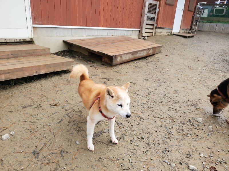 f:id:roukenhome-ann:20191213153349j:plain f:id:roukenhome-ann:20191213153349j:plain