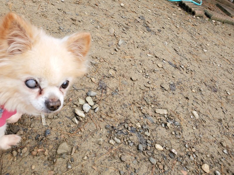 f:id:roukenhome-ann:20191213172909j:plain f:id:roukenhome-ann:20191213172909j:plain