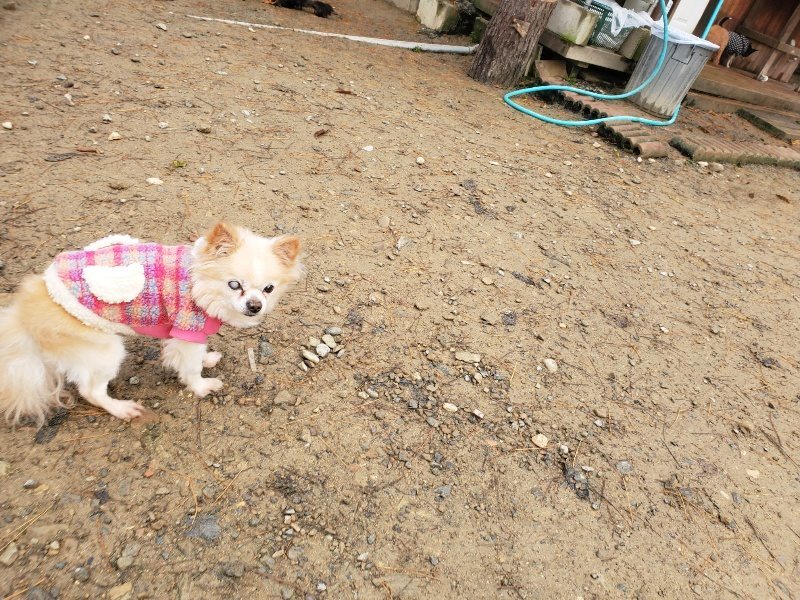 f:id:roukenhome-ann:20191213172928j:plain f:id:roukenhome-ann:20191213172928j:plain