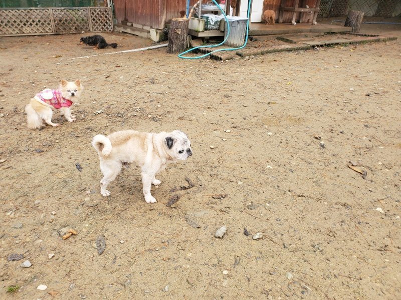 f:id:roukenhome-ann:20191213173030j:plain f:id:roukenhome-ann:20191213173030j:plain