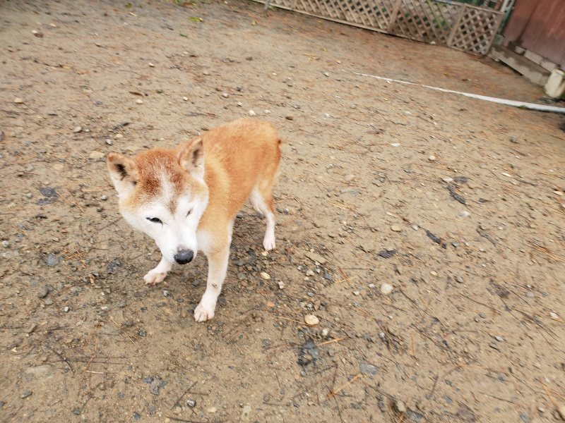 f:id:roukenhome-ann:20191213180846j:plain f:id:roukenhome-ann:20191213180846j:plain