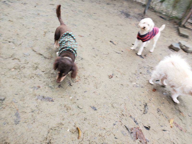 f:id:roukenhome-ann:20191213181807j:plain f:id:roukenhome-ann:20191213181807j:plain