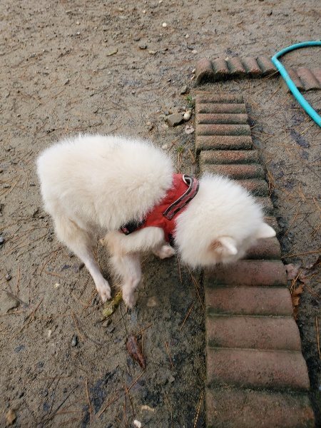 f:id:roukenhome-ann:20191213181944j:plain f:id:roukenhome-ann:20191213181944j:plain