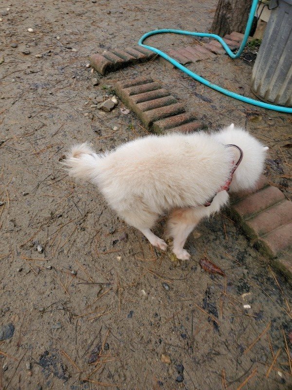 f:id:roukenhome-ann:20191213182000j:plain f:id:roukenhome-ann:20191213182000j:plain