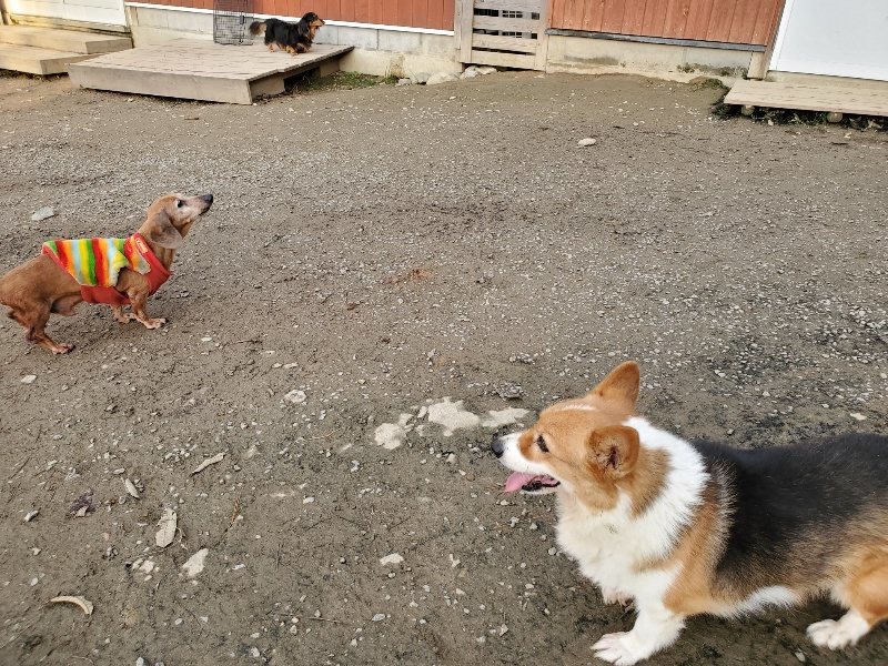 f:id:roukenhome-ann:20191213215001j:plain f:id:roukenhome-ann:20191213215001j:plain