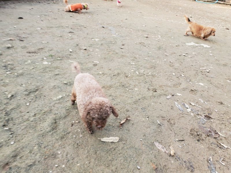 f:id:roukenhome-ann:20191213215124j:plain f:id:roukenhome-ann:20191213215124j:plain