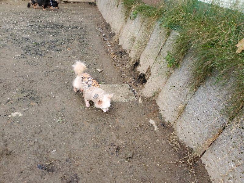 f:id:roukenhome-ann:20191213215143j:plain f:id:roukenhome-ann:20191213215143j:plain