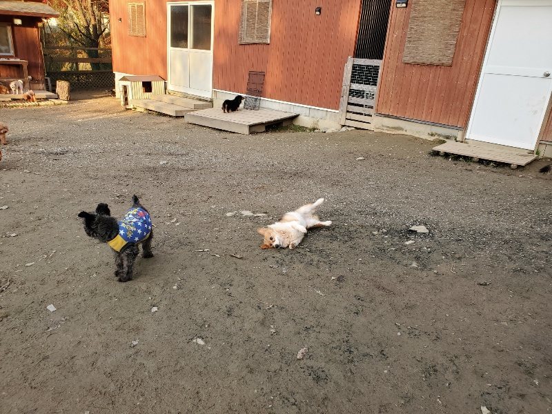 f:id:roukenhome-ann:20191213215202j:plain f:id:roukenhome-ann:20191213215202j:plain