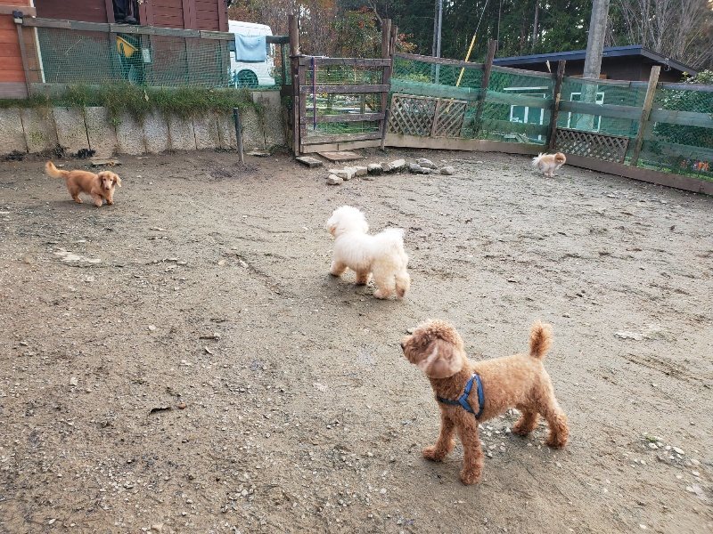 f:id:roukenhome-ann:20191213215446j:plain f:id:roukenhome-ann:20191213215446j:plain