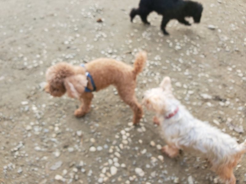 f:id:roukenhome-ann:20191213220229j:plain f:id:roukenhome-ann:20191213220229j:plain