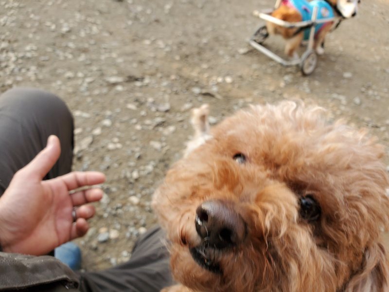 f:id:roukenhome-ann:20191213220246j:plain f:id:roukenhome-ann:20191213220246j:plain