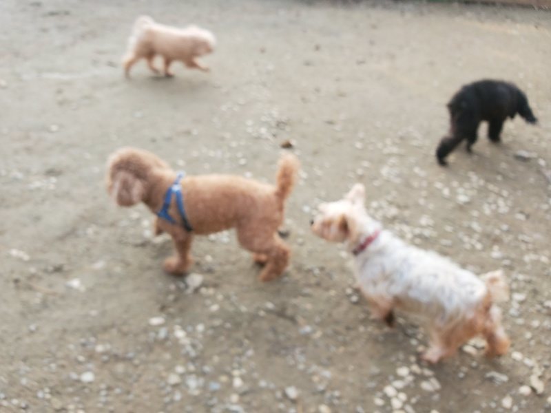 f:id:roukenhome-ann:20191213220256j:plain f:id:roukenhome-ann:20191213220256j:plain