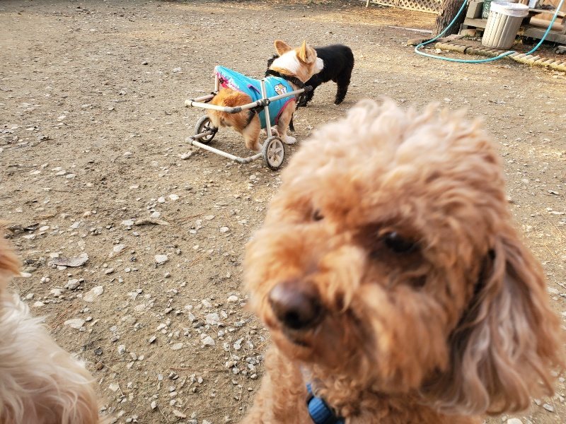f:id:roukenhome-ann:20191213220336j:plain f:id:roukenhome-ann:20191213220336j:plain