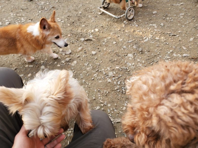 f:id:roukenhome-ann:20191213220417j:plain f:id:roukenhome-ann:20191213220417j:plain