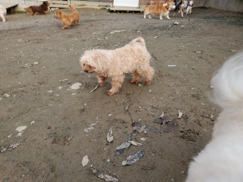 f:id:roukenhome-ann:20191213220758j:plain f:id:roukenhome-ann:20191213220758j:plain