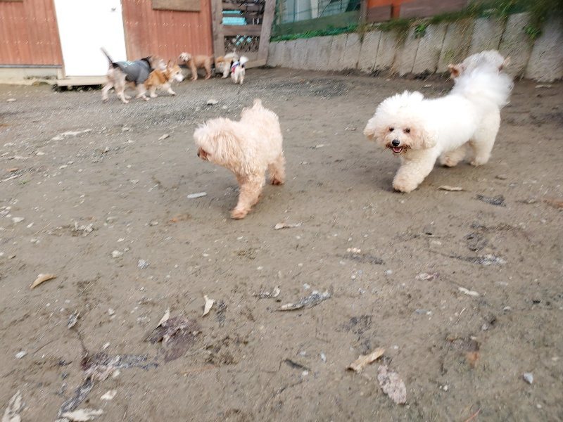 f:id:roukenhome-ann:20191213220838j:plain f:id:roukenhome-ann:20191213220838j:plain