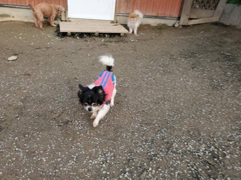f:id:roukenhome-ann:20191214053250j:plain f:id:roukenhome-ann:20191214053250j:plain