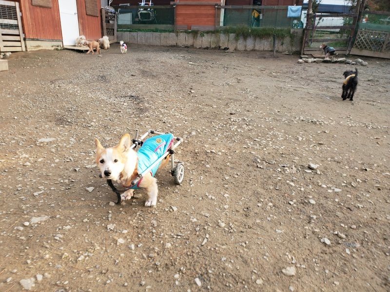 f:id:roukenhome-ann:20191214053650j:plain f:id:roukenhome-ann:20191214053650j:plain