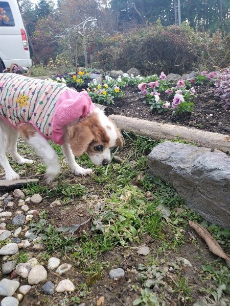 f:id:roukenhome-ann:20191214054200j:plain f:id:roukenhome-ann:20191214054200j:plain