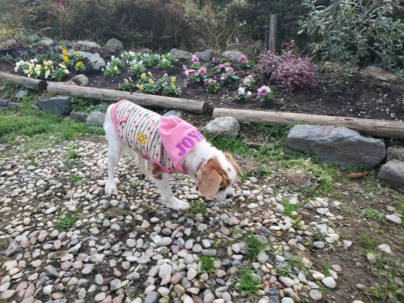 f:id:roukenhome-ann:20191214054217j:plain f:id:roukenhome-ann:20191214054217j:plain