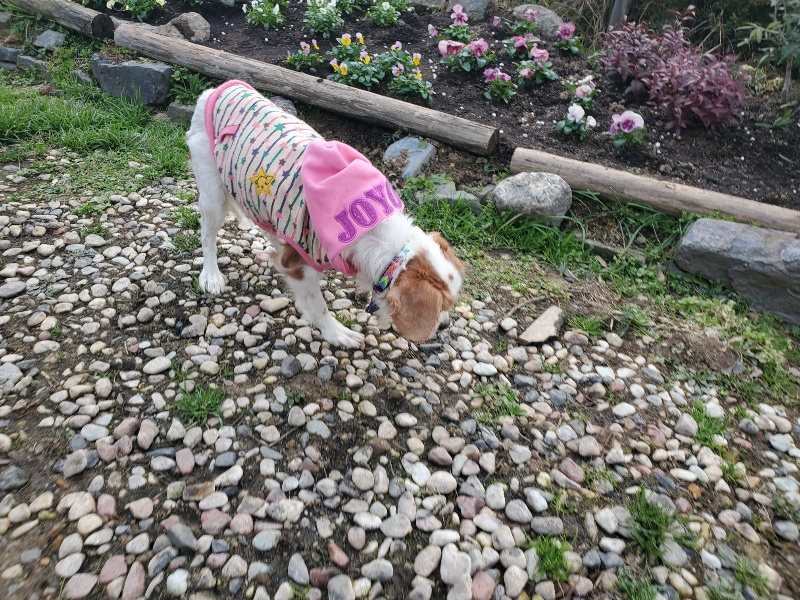 f:id:roukenhome-ann:20191214054228j:plain f:id:roukenhome-ann:20191214054228j:plain
