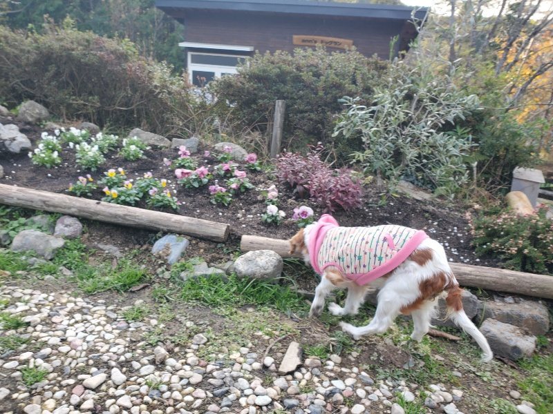 f:id:roukenhome-ann:20191214054242j:plain f:id:roukenhome-ann:20191214054242j:plain