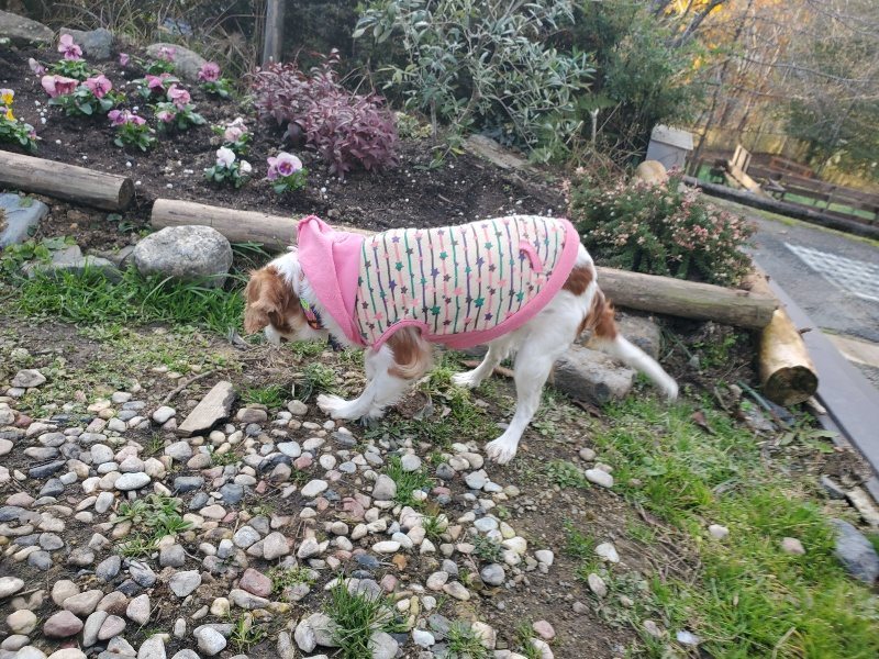 f:id:roukenhome-ann:20191214054251j:plain f:id:roukenhome-ann:20191214054251j:plain