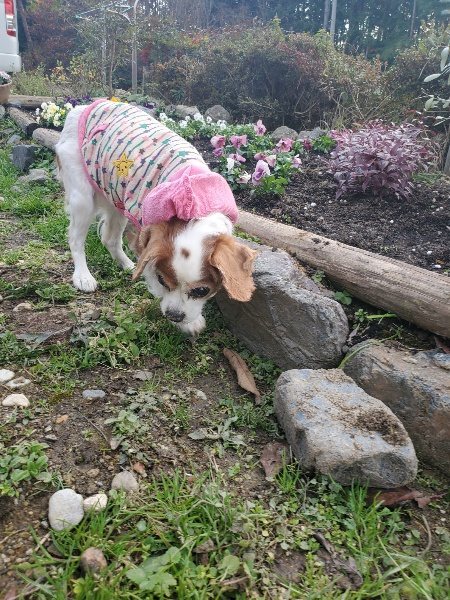 f:id:roukenhome-ann:20191214054301j:plain f:id:roukenhome-ann:20191214054301j:plain