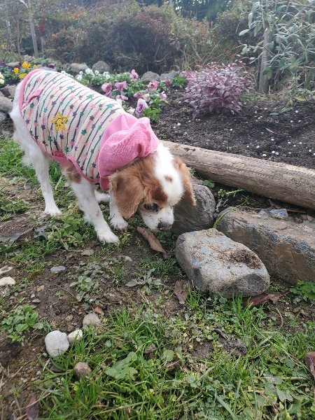f:id:roukenhome-ann:20191214054307j:plain f:id:roukenhome-ann:20191214054307j:plain