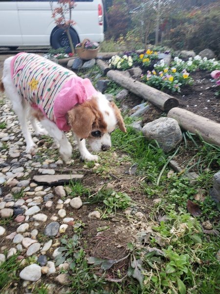 f:id:roukenhome-ann:20191214054319j:plain f:id:roukenhome-ann:20191214054319j:plain