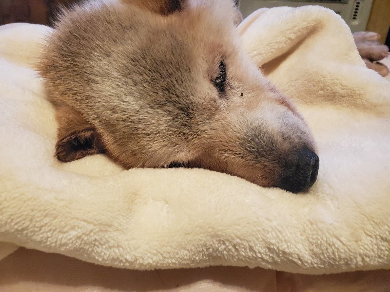 f:id:roukenhome-ann:20191214065228j:plain f:id:roukenhome-ann:20191214065228j:plain