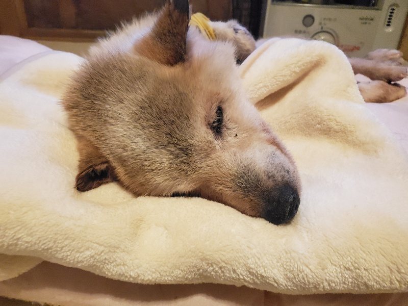 f:id:roukenhome-ann:20191214065237j:plain f:id:roukenhome-ann:20191214065237j:plain
